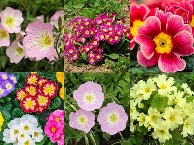 Mixed Oenothera Biennis Seeds for vibrant evening primrose flowers