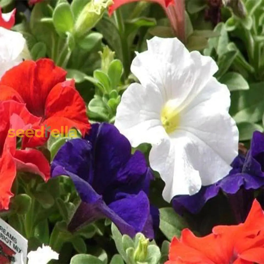 Mixed Pelleted Petunia Seeds For Planting Flower