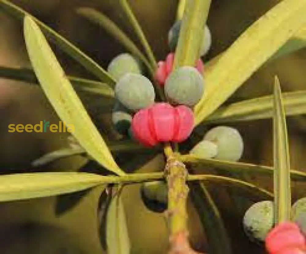 Mixed Podocarpus Seeds For Planting  Year-Round Evergreen Growth Plant Seeds