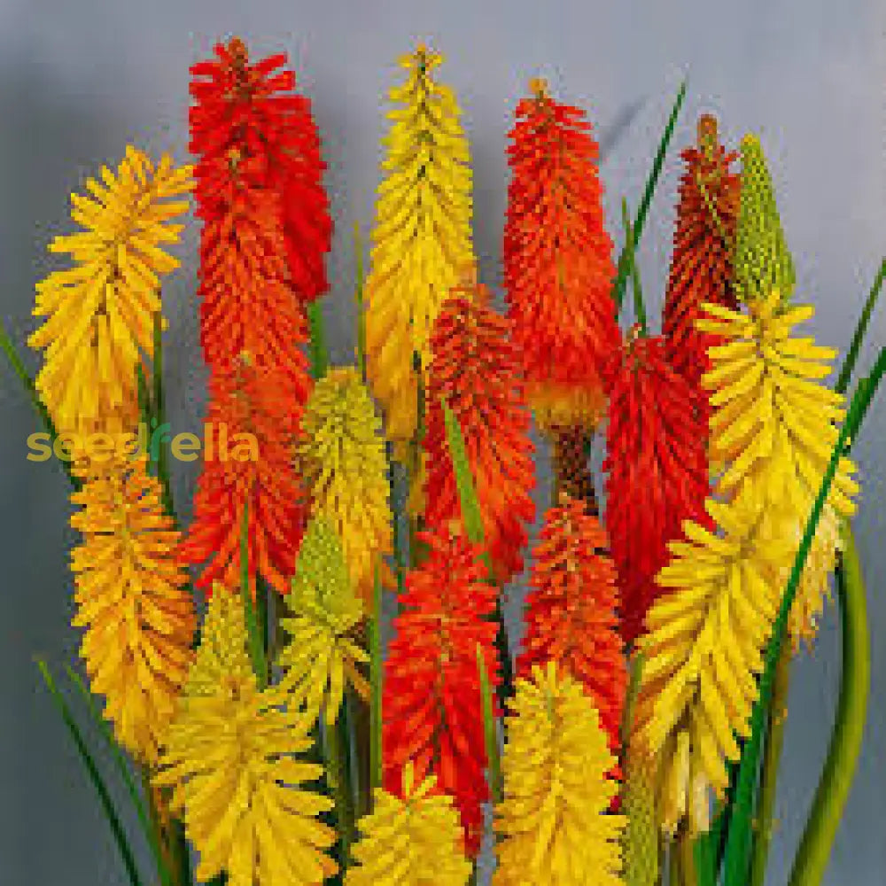 Mixed Red Hot Poker Plant Seeds For Vibrant Garden Planting Seeds