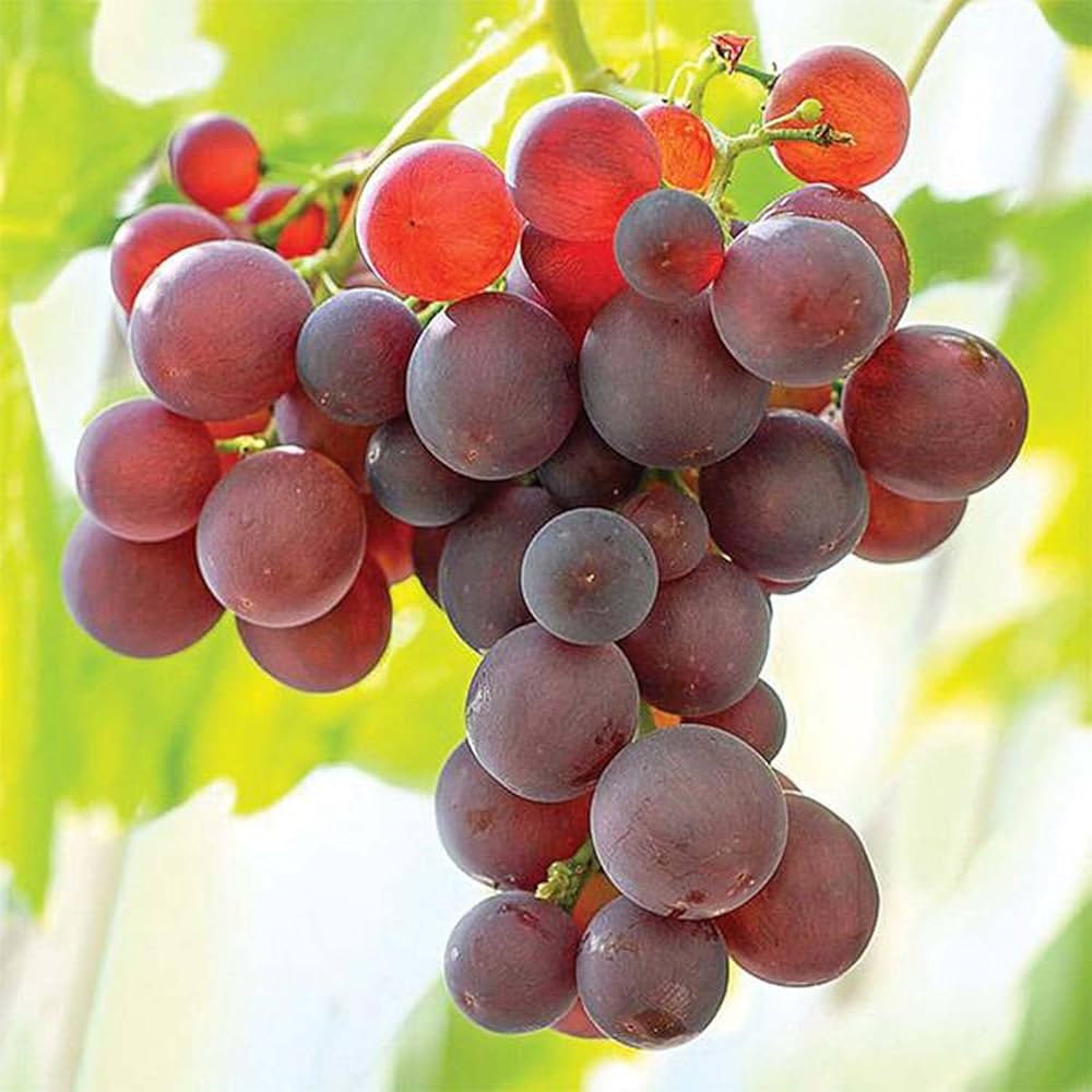 Mixed seedless grape seeds for planting