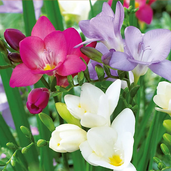 Freesia Flower seeds for Planting - Easy to Grow, Heirloom & GMO Free Seeds for Home Garden