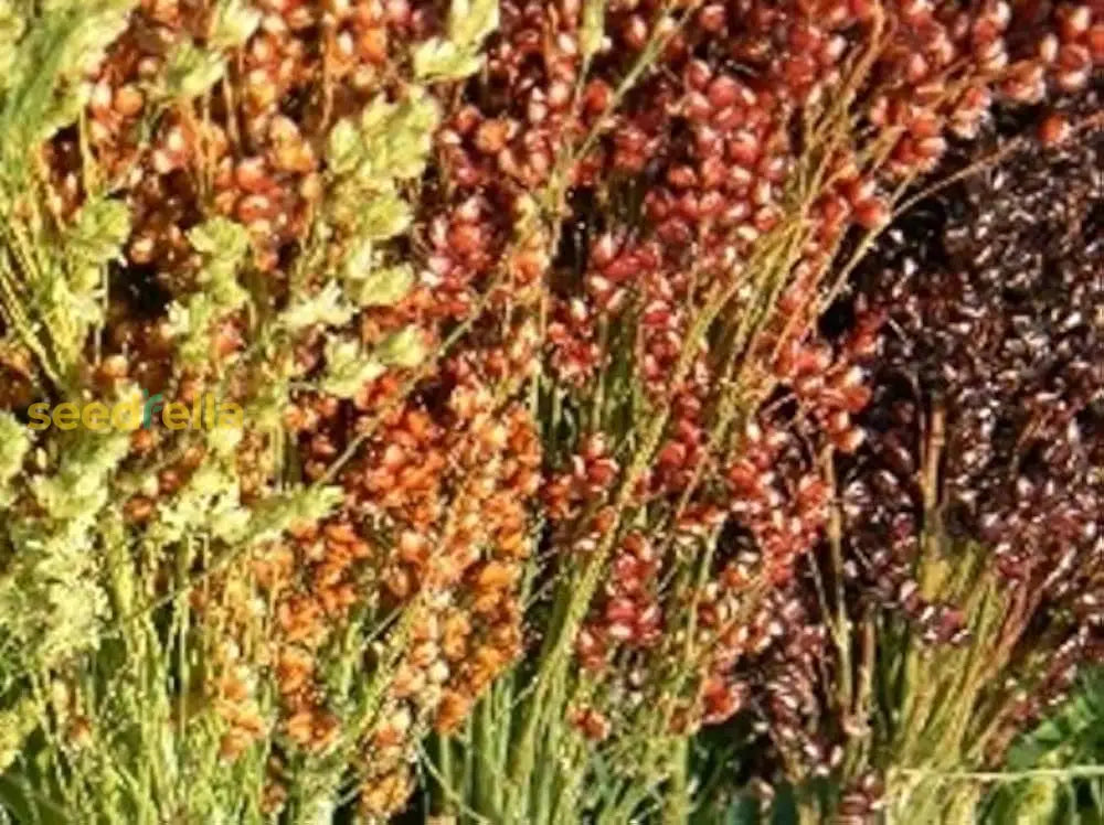 Mixed Sorghum Broom Plant Seeds For Easy All-Year Planting - Perfect Gardens And Crafting Seeds