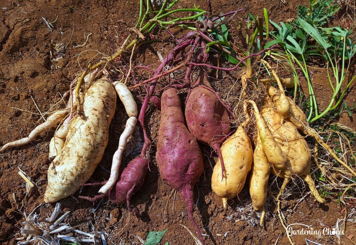Mixed sweet potato seeds Ipomoea batatas for planting