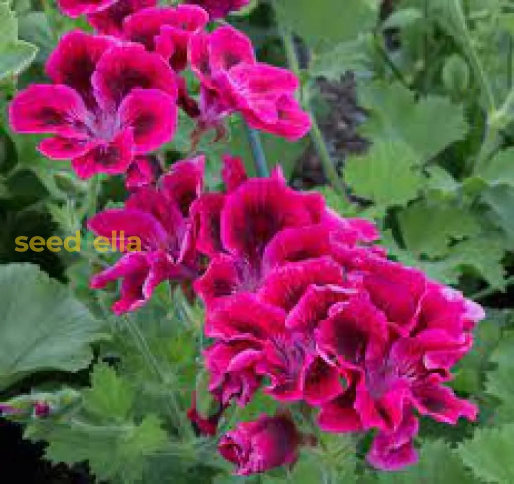 Mixed Variegated Geranium Seeds For Planting Plant Seeds