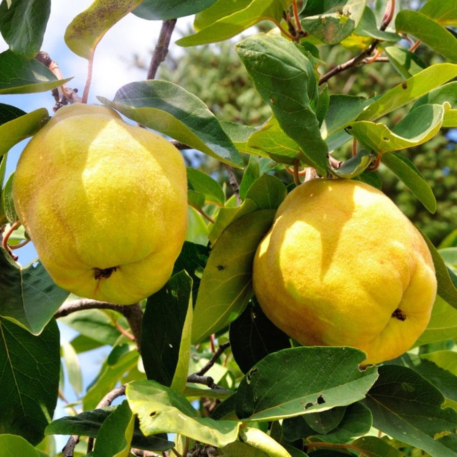 Yellow Quince Seeds for Planting  Grow Your Own Fruit - Evergrowseeds