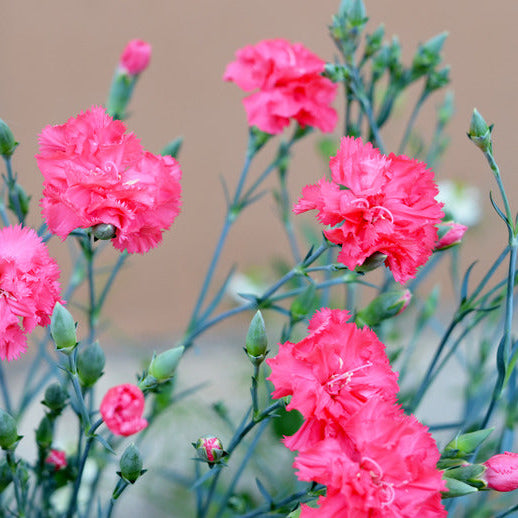 Pink Dianthus Caryophyllus Flower Seeds for Planting Drought Tolerant Heirloom & GMO Free Seeds for Home Garden
 
 Sale