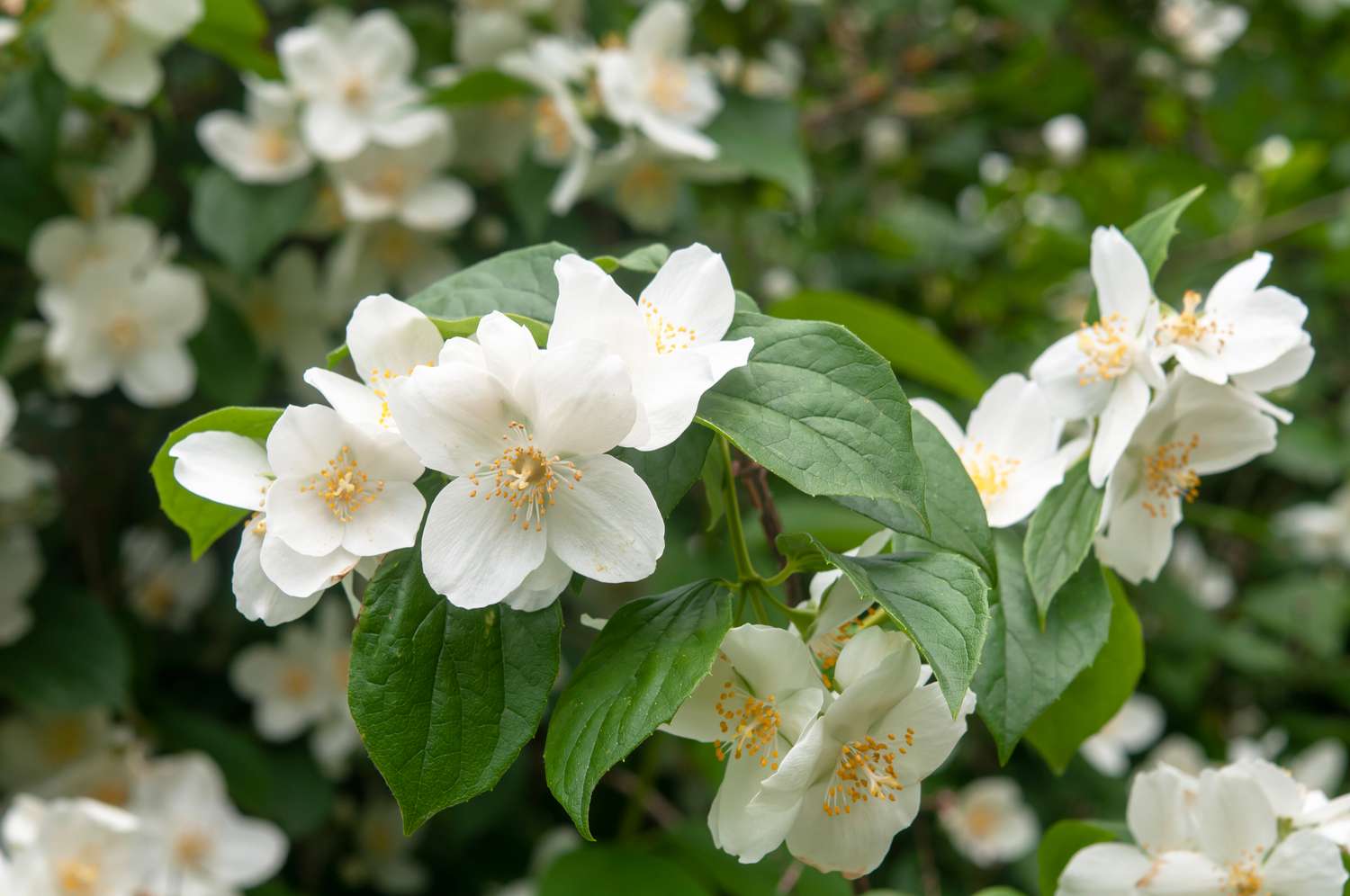 Philadelphus Coronarius Flower seeds for Planting - Perfect for Borders, Heirloom & GMO Free Seeds for Home Garden