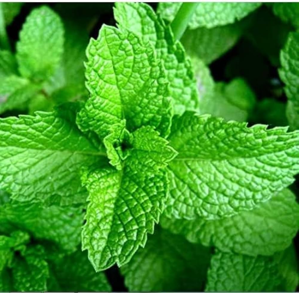 Mojito Mint flowers attracting pollinators in summer