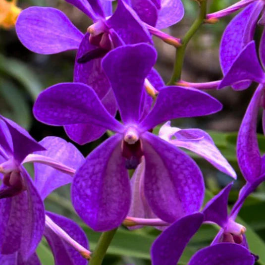 Purple Ascocentrum Flower seeds for Planting - Low Maintenance, Heirloom & GMO Free Seeds for Home Garden
