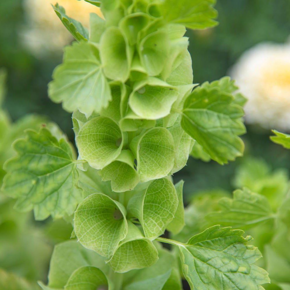 Buy Bells of Ireland Flower Seeds Online – Moluccella laevis Unique Blooms