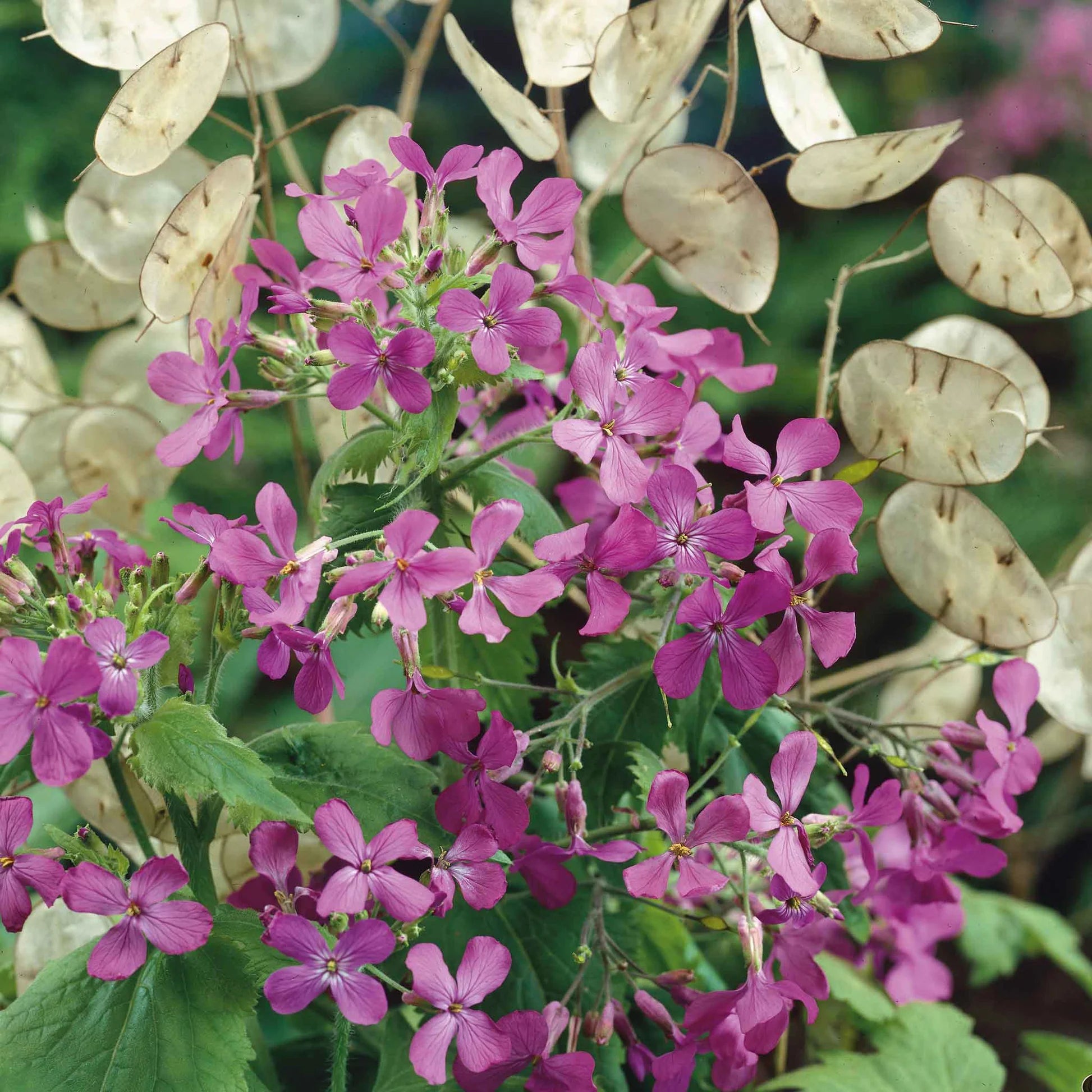 Lunaria Flower seeds for Planting - Sun Loving, Heirloom & GMO Free Seeds for Home Garden