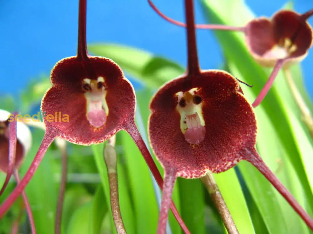 Monkey Face Orchid Flower Planting Seeds  Unique & Exotic Blooms For Your Garden