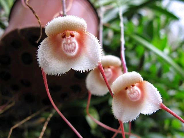 Heirloom Monkey Orchid Flower seeds for Planting Perfect for Borders Heirloom & GMO Free Seeds for Home Garden