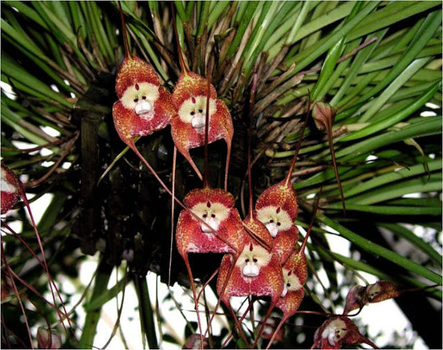 Red Monkey Face Flower seeds for Planting - Premium Quality, Heirloom & GMO Free Seeds for Home Garden
