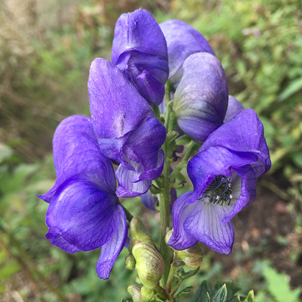 Blue Monkshood Flower seeds for Planting - Colorful Display, Heirloom & GMO Free Seeds for Home Garden Sale