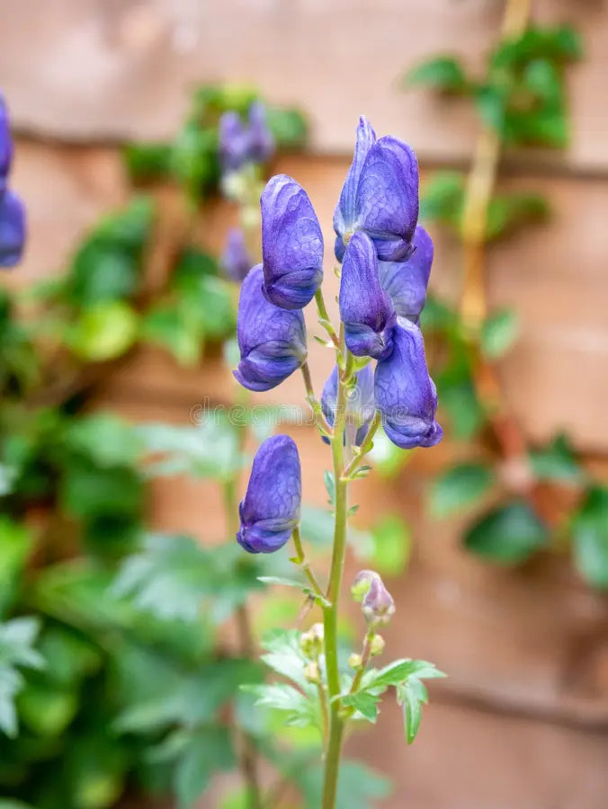 Aconitum Napellus Flower seeds for Planting - Premium Quality, Heirloom & GMO Free Seeds for Home Garden