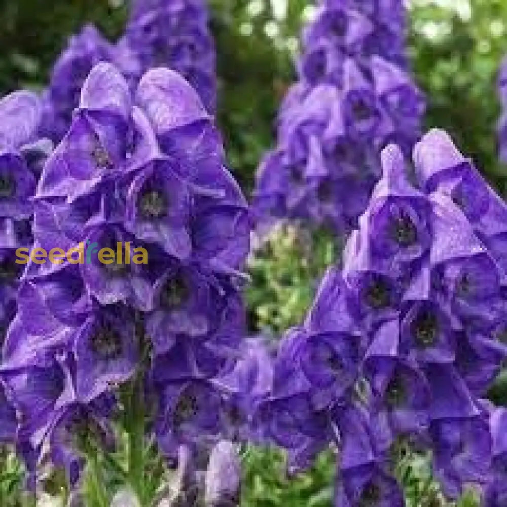 Monkshood Blue Flower Seeds For Planting - Stunning Perennial Blooms