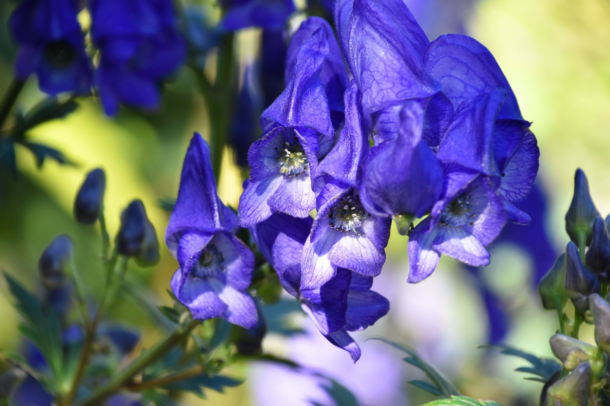 Blue Monkshood Flower seeds for Planting - Colorful Display, Heirloom & GMO Free Seeds for Home Garden
 
 Sale