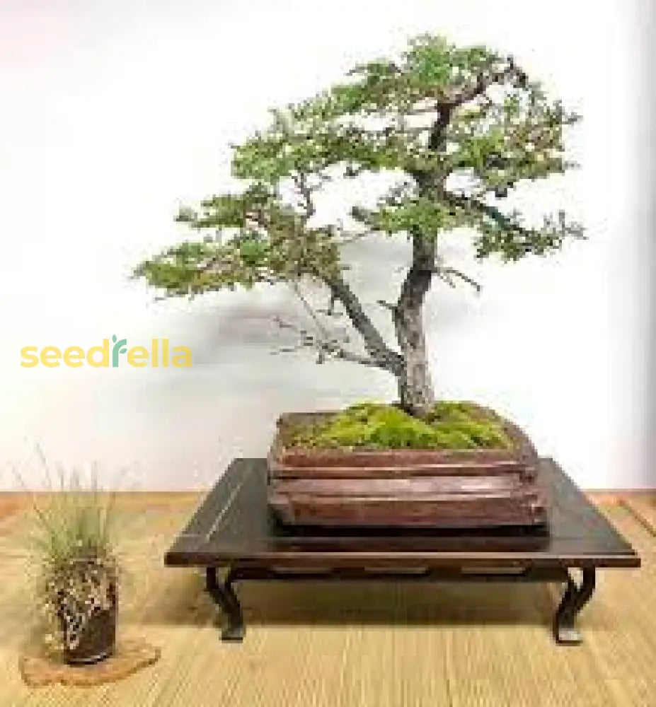 Monterey Cypress Bonsai Tree Seeds For Planting - Grow Your Own Elegant Plant Seeds