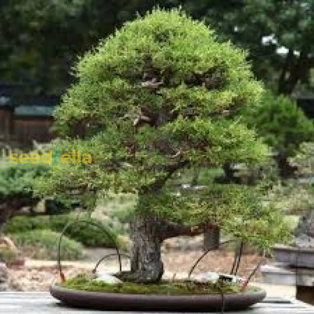 Monterey Cypress Bonsai Tree Seeds For Planting - Grow Your Own Elegant Plant Seeds