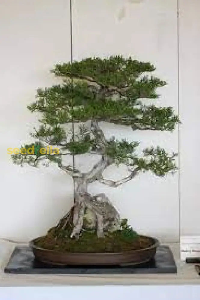 Monterey Cypress Bonsai Tree Seeds For Planting - Grow Your Own Elegant Plant Seeds