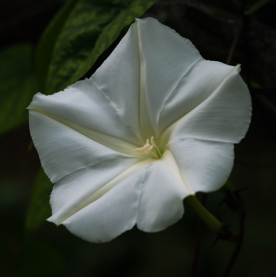 Moonflower Seeds – Organic Non-GMO Night-Blooming Fragrant Garden Vines