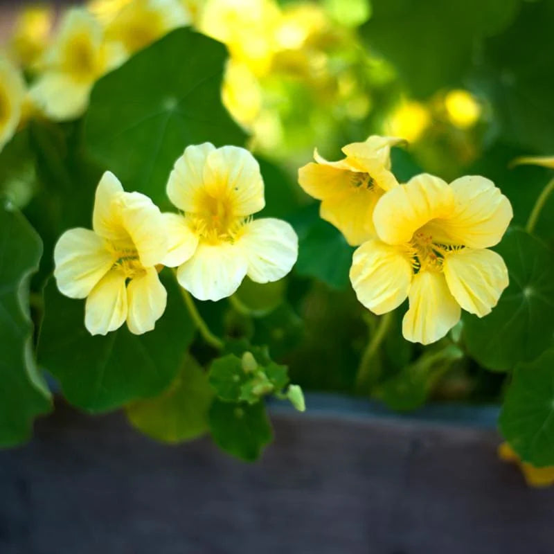 Light Yellow Nasturtium Flower seeds for Planting - Seasonal Bloomer, Heirloom & GMO Free Seeds for Home Garden