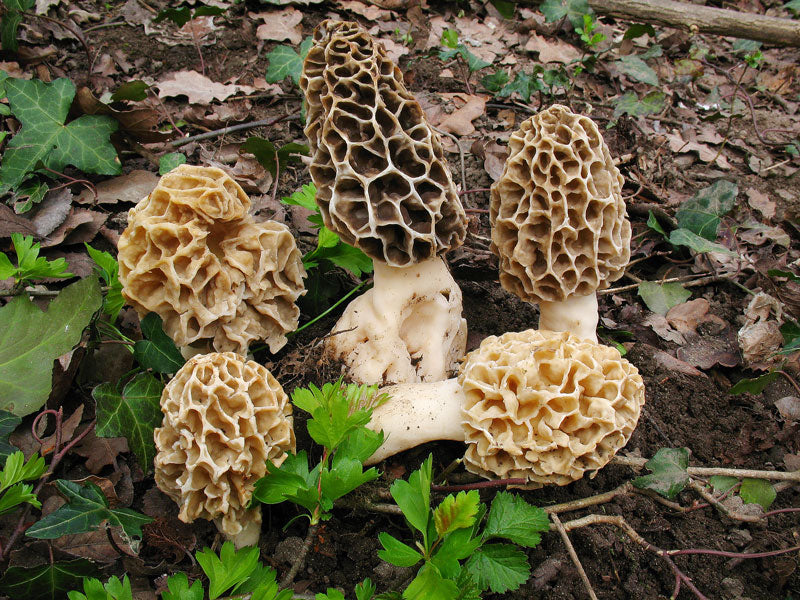 Morchella Esculenta Mushroom Seeds for Planting