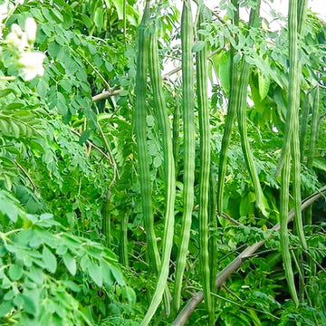 Moringa Seeds – Organic Non-GMO Superfood Tree for Home Gardens