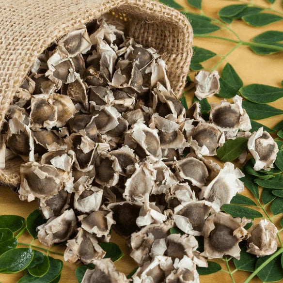Moringa oleifera Seeds – Organic Non-GMO Superfood Tree for Planting