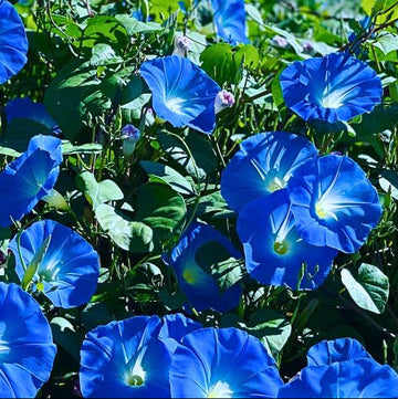 Morning Glory Flower Seeds – Colorful Climbing Blooming Garden Variety