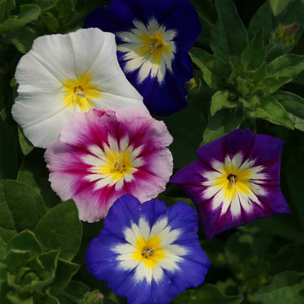 Mixed Convolvulus Flower seeds for Planting - Colorful Display, Heirloom & GMO Free Seeds for Home Garden
