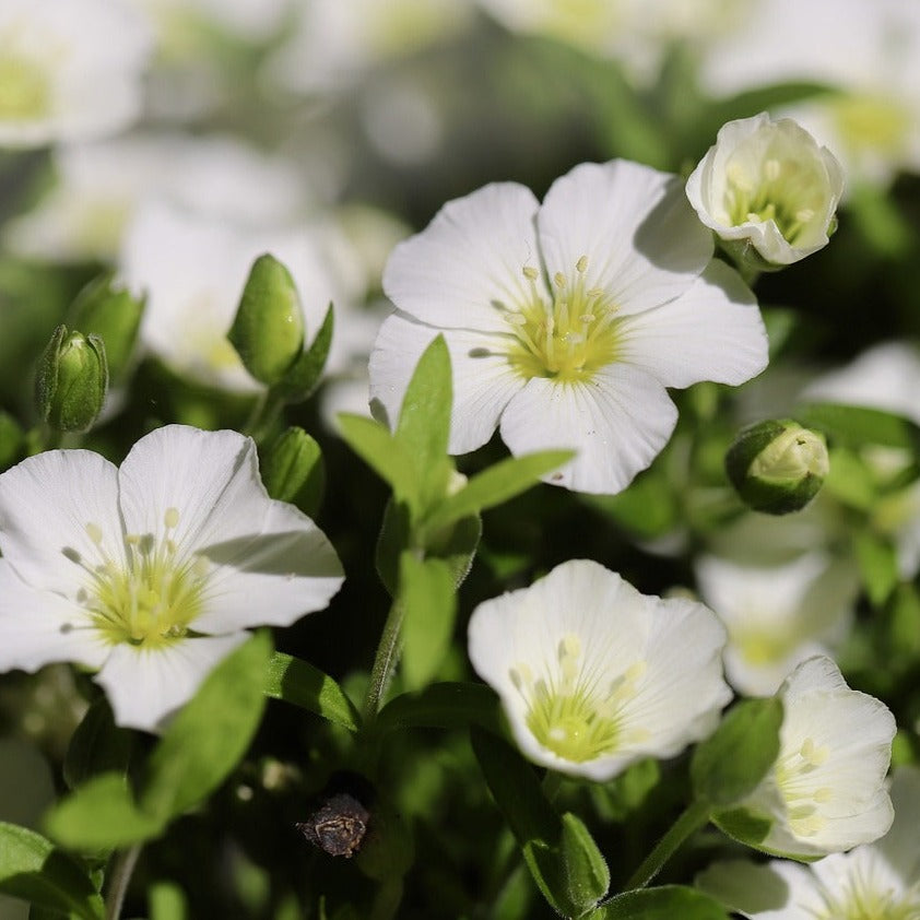 Arenaria Flower seeds for Planting Garden Favorite Heirloom & GMO Free Seeds for Home Garden 
 
 Sale for planting in home garden
