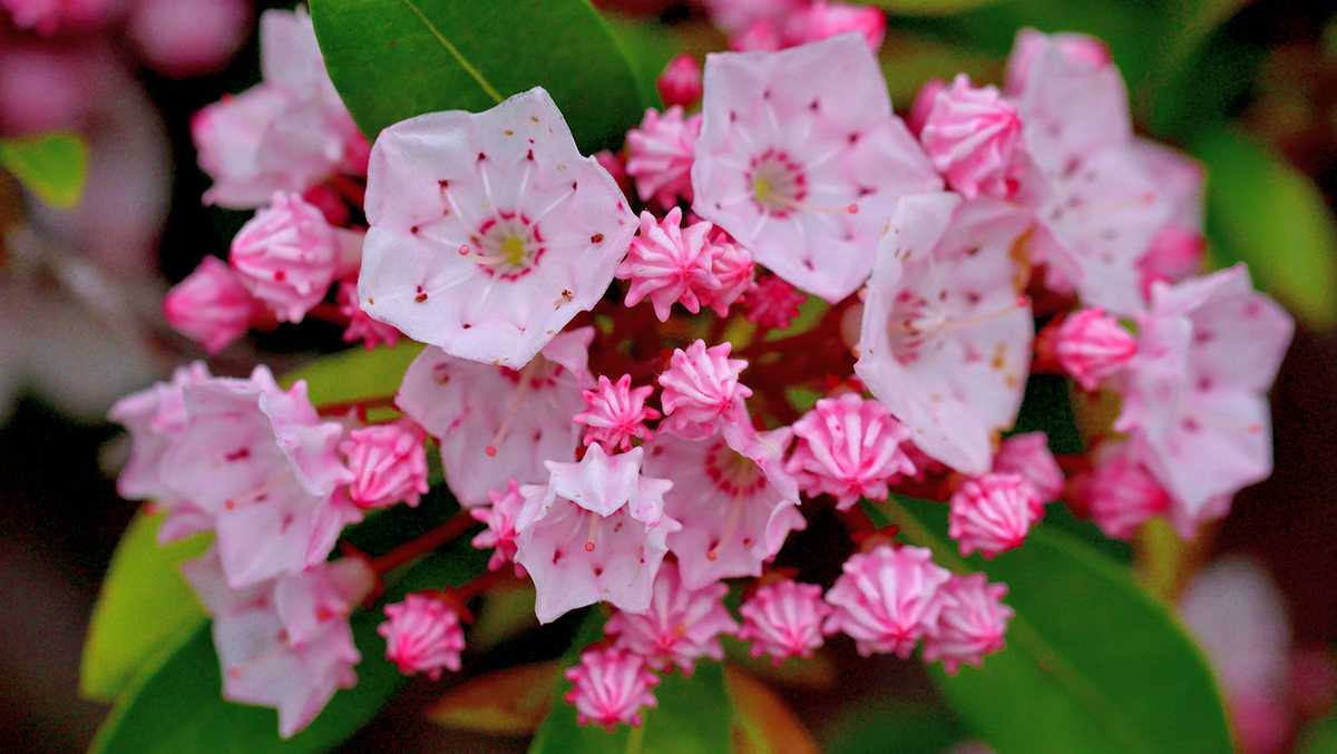 Pink Laurel Flower seeds for Planting - Premium Quality, Heirloom & GMO Free Seeds for Home Garden