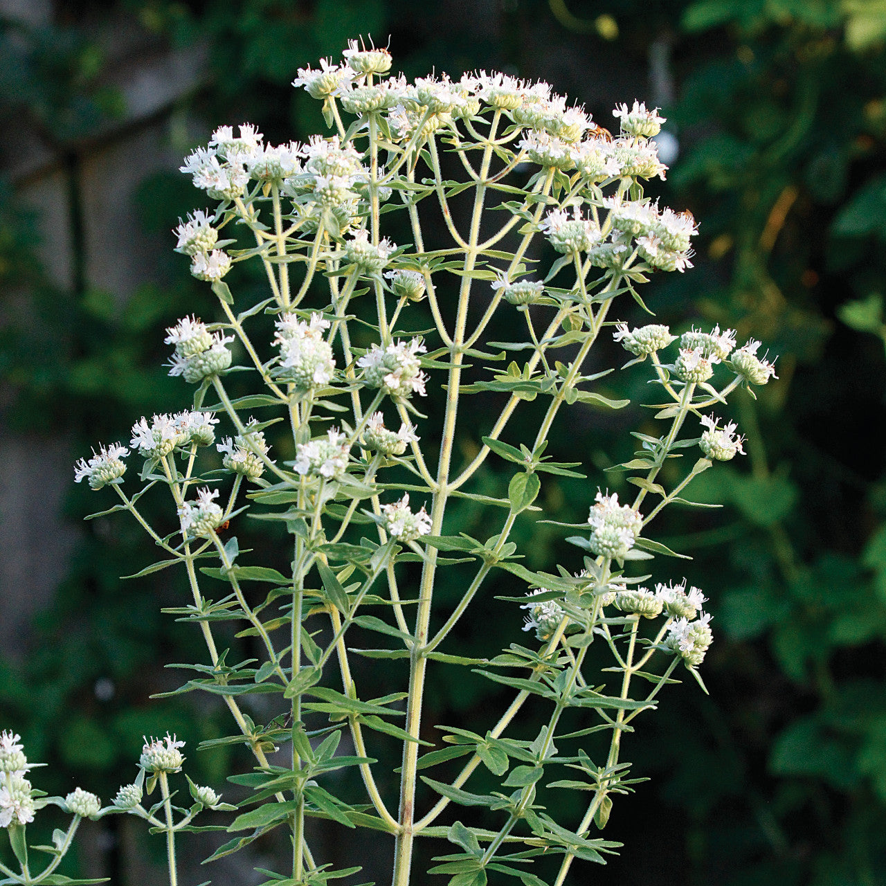 Perennial Mountain Mint plant grown from seeds