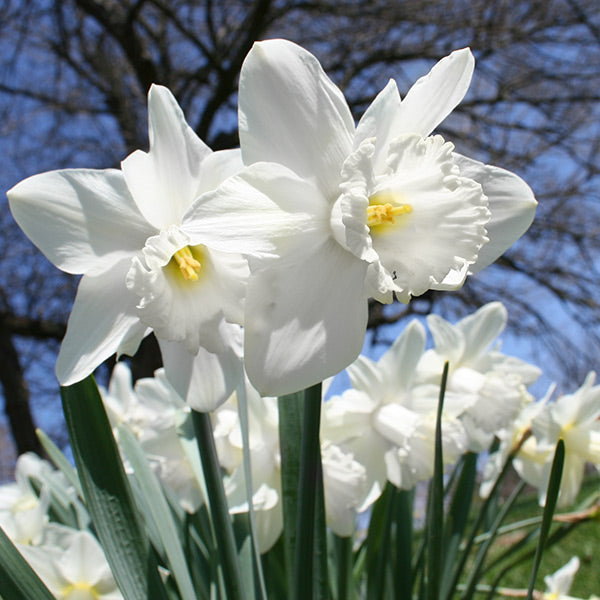 White Daffodil Flower Seeds for Planting Long Bloom Season Heirloom & GMO Free Seeds for Home Garden
 
 Sale