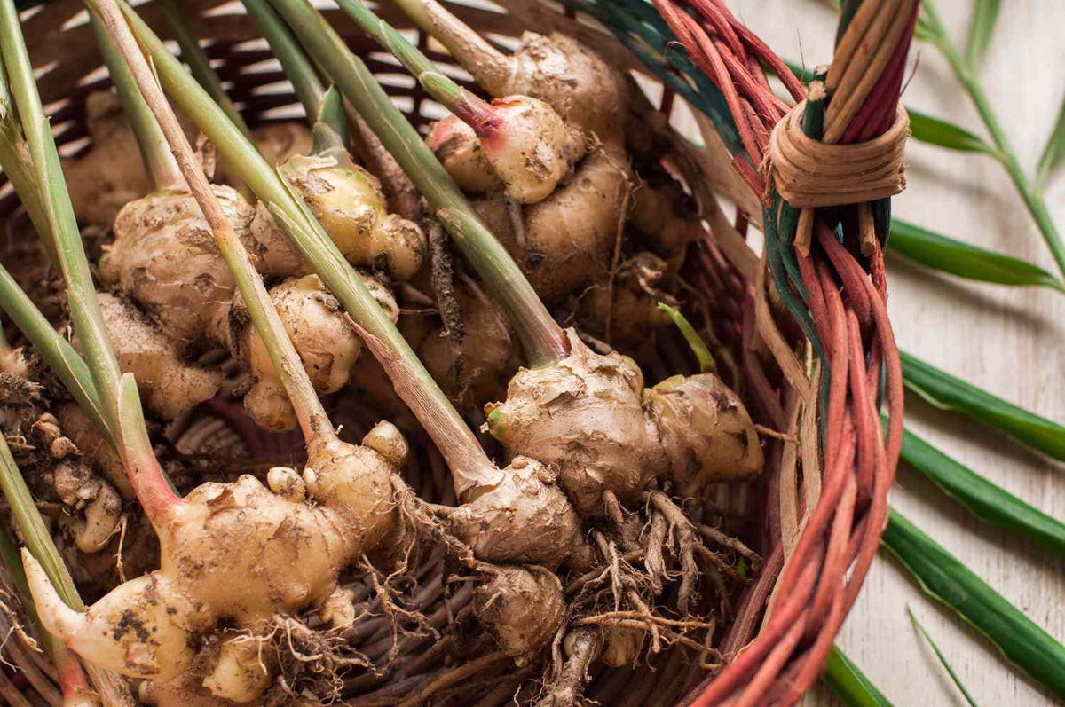 Brown Ginger Planting Seeds for Vegetables for Planting, Premium Seeds | Heirloom Non-GMO - Evergrowseeds