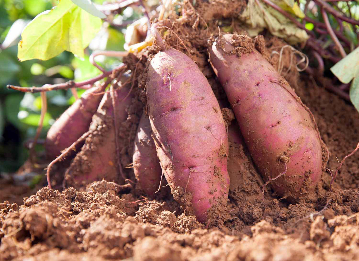 Dark Pink Sweet Potato Seeds - Grow Your Own Vegetables, Premium Seeds seed packet for home gardening