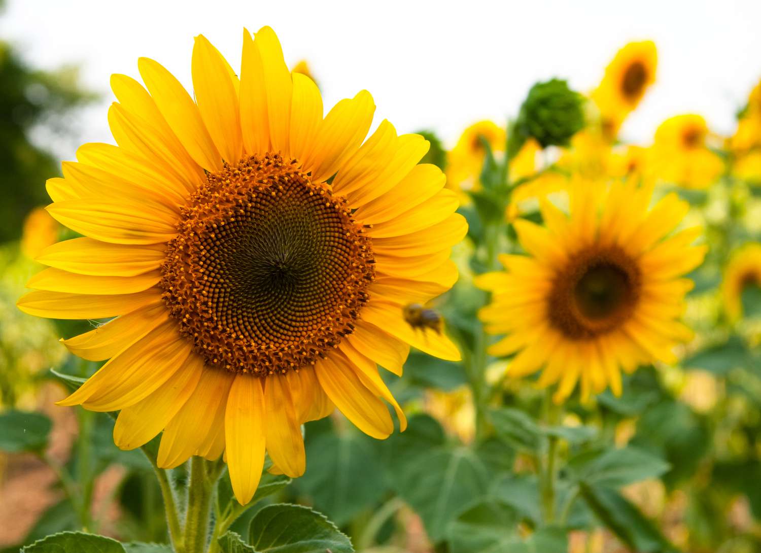 Yellow Sunflower Perennial Flower Seeds for Planting Garden Favorite Heirloom & GMO Free Seeds for Home Garden
 
 Sale