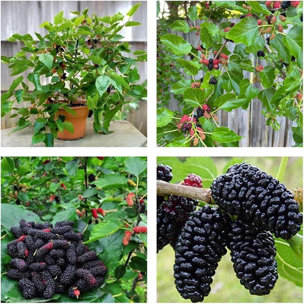 Young Mulberry tree growing in garden