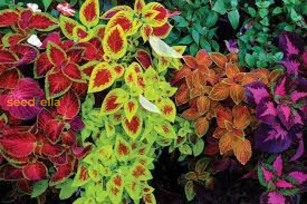 Multi-Colored Coleus Seeds For Planting Plant Seeds