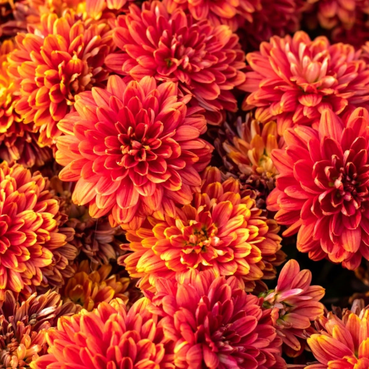 Buy Chrysanthemum Flower Seeds Online – Bright Mixed Colour Blooms