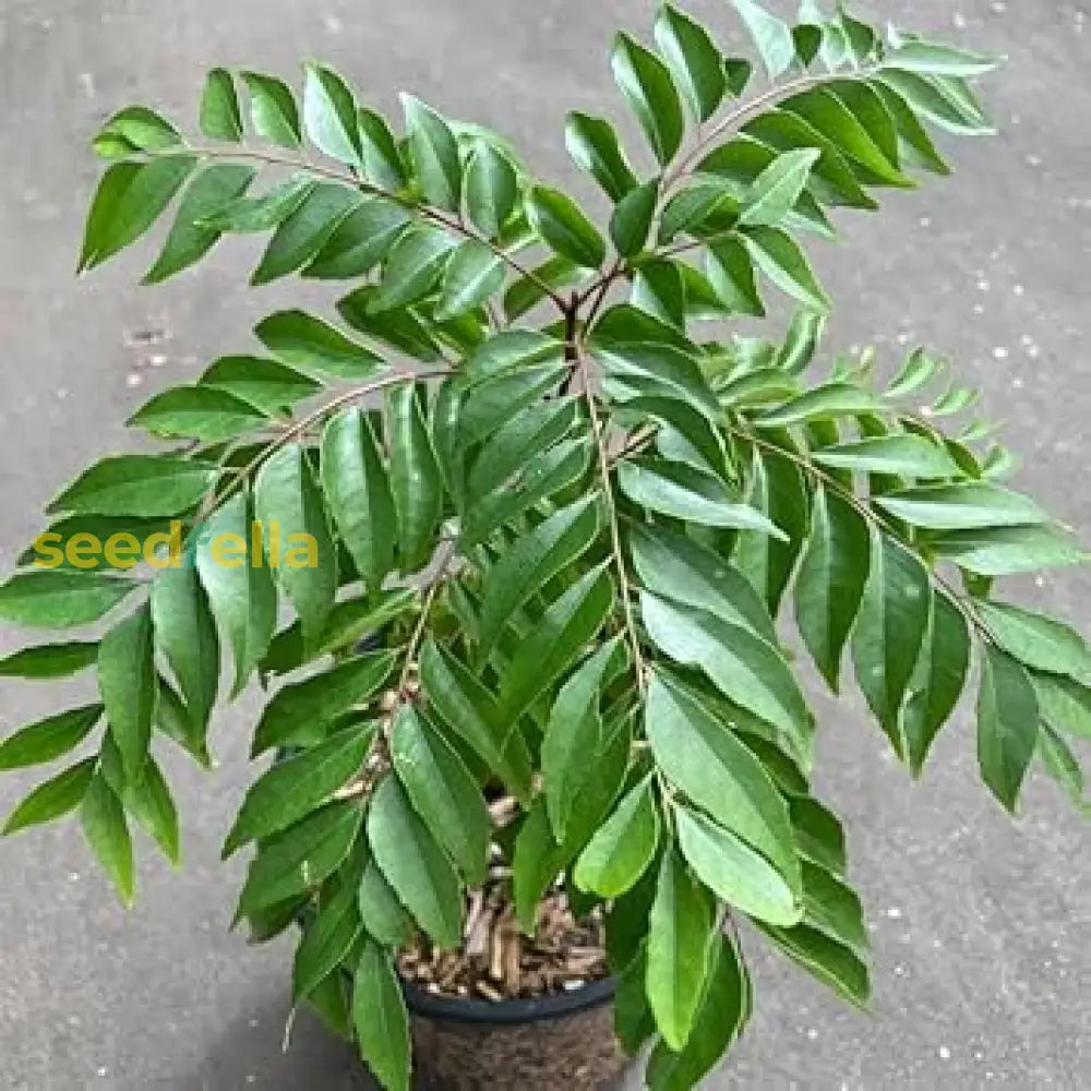 Murraya Koenigii Seeds For Planting - Grow Your Own Curry Leaf Plant Seeds