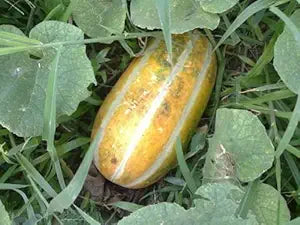 Musk melon seed germination close-up
