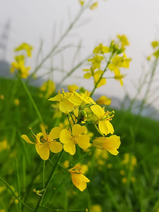 Rapeseed Flower seeds for Planting - Sun Loving, Heirloom & GMO Free Seeds for Home Garden