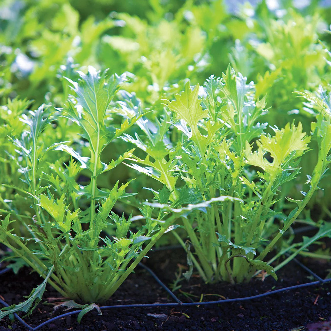 Mizuna "Baby Leaf" Seeds for Planting
