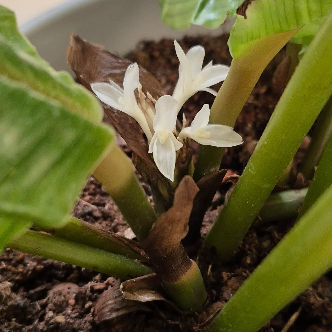 Calathea Orbifolia Flower Seeds for PlantingHeirloom & NonGMO Seeds Sun Loving Heirloom & GMO Free Seeds for Home Garden
 
 Sale