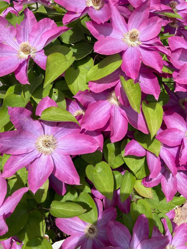 Clematis Baby Pink Flower seeds for Planting - Perfect for Borders, Heirloom & GMO Free Seeds for Home Garden