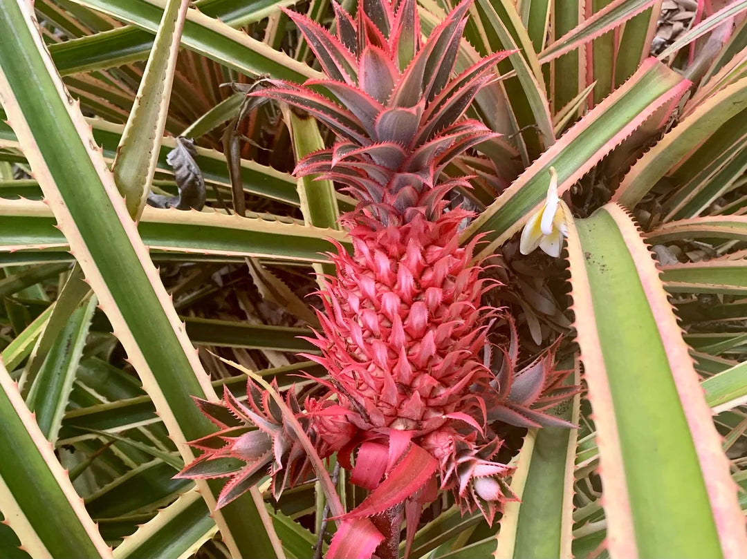 Pink Pineapple Seeds for Planting - Grow Your Own Fruit